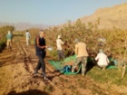 طرح تعیین مقدار، منبع و عمق مناسب کاربرد کودهای ترکیبی فسفردار در باغ­های پسته رقم اوحدی و ارزیابی اقتصادی آن­ها