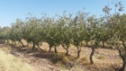 شناسایی مدیریتهای آبیاری موجود باغات پسته در روشهای آبیاری قطره ای و زیرسطحی در شرایط شور و ارائه راهکارهای ارتقا کارایی مصرف آب