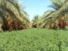 بخش تحقیقات گیاهپزشکی