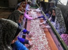 بخش تحقیقات اقتصادی اجتماعی