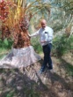 بازدید میدانی و بررسی روند تیمار درختان آلوده به آفت سرخرطومی حنایی خرما در شهرستان نرماشیر