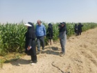 بازدید میدانی رئیس مرکز تحقیقات کشاورزی استان کرمان از مزارع ذرت شهرستان ارزوئیه