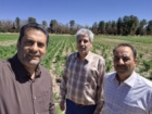 بازدید از مزارع بذور پرورشی و هزارخوشه ایستگاه تحقیقات شهید زنده روح جوپار
