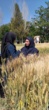روز مزرعه تعیین ارزش زراعی (vcu) لاین‌های مختلف گندم نان و دوروم و طرح کرت‌های کنترلی گندم