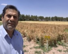 بازدید میدانی از مزارع بذور پرورشی و هزارخوشه ایستگاه تحقیقات شهید زنده‌روح