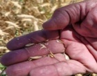 بررسی مشکلات کشاورزان بردسیر و ارائه راهکار؛ بازدید از مزارع گندم، ذرت و سیب‌زمینی