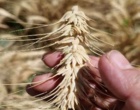 بررسی مشکلات کشاورزان بردسیر و ارائه راهکار؛ بازدید از مزارع گندم، ذرت و سیب‌زمینی