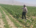 بازدید میدانی از مزارع ذرت شهرستان ارزوئیه