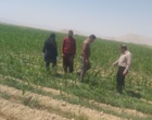 بازدید میدانی از مزارع ذرت شهرستان ارزوئیه