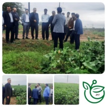 بازدید میدانی رئیس مؤسسه تحقیقات پنبه کشور از مزارع الگویی پارس‌آباد مغان