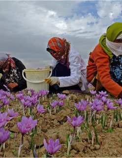 زنان روستایی و عشایری