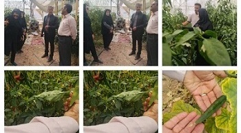 بازدید از گلخانه پایلوت خیار و گلخانه فلفل بخش راین شهرستان کرمان