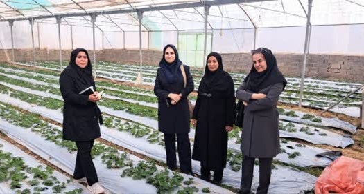 بازدید محقق معین و یاوران تولید از گلخانه‌های توت‌فرنگی ماهان