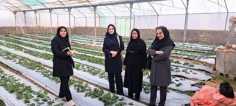 بازدید محقق معین و یاوران تولید از گلخانههای توتفرنگی ماهان