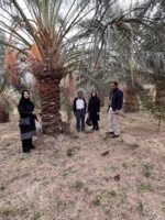 بازدید از نخلستانهای مبتلا به بیماری خشکیدگی برگ در مناطق مختلف شهرستان بم