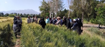 روز مزرعه تعیین ارزش زراعی (vcu) لاینهای مختلف گندم نان و دوروم و طرح کرتهای کنترلی گندم