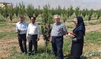 بازدید کارشناسی تیم تخصصی مرکز تحقیقات کشاورزی استان کرمان از باغات منطقه هفت باغ