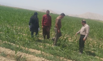 بازدید میدانی از مزارع ذرت شهرستان ارزوئیه