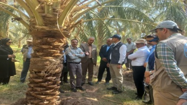پایش سلامت باغات سنتی نرماشیر؛ تمرکز بر کنترل آفات و مدیریت تغذیه در رستم‌آباد