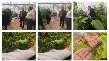 بازدید از گلخانه پایلوت خیار و گلخانه فلفل بخش راین شهرستان کرمان