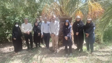 بازدید میدانی و بررسی روند تیمار درختان آلوده به آفت سرخرطومی حنایی خرما در شهرستان نرماشیر