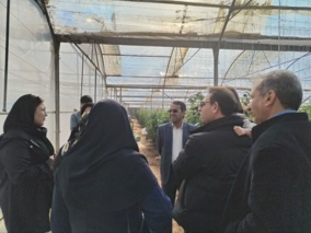 برگزاری کارگاه آموزشی مدیریت گلخانه‌های جالیزی درشهرستان سیرجان استان کرمان