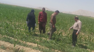 بازدید میدانی از مزارع ذرت شهرستان ارزوئیه